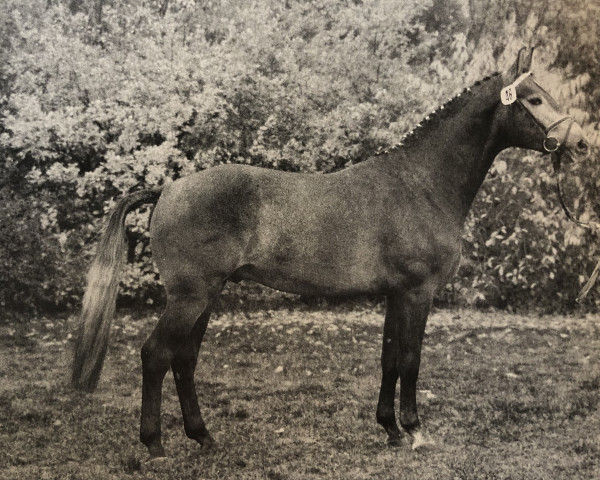 stallion Gluecksgriff (Hanoverian, 1987, from Gluecksstern)