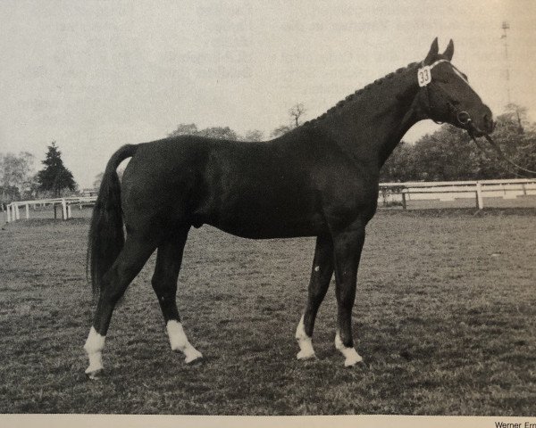 horse Elektron (Hanoverian, 1978, from Einblick)