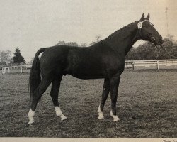 horse Elektron (Hanoverian, 1978, from Einblick)