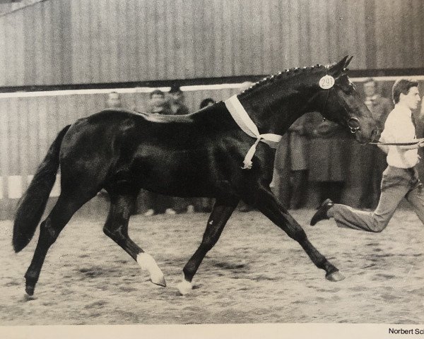 stallion Disco-Look (Westphalian, 1983, from Disco-Star)