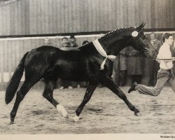 Deckhengst Disco-Look (Westfale, 1983, von Disco-Star)