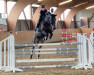jumper Quinteria (Oldenburg show jumper, 2010, from Quintero)
