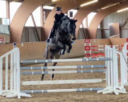 Springpferd Quinteria (Oldenburger Springpferd, 2010, von Quintero)
