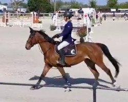 stallion Hip Curl de Castille (Selle Français, 2017, from Baikal de Talma)