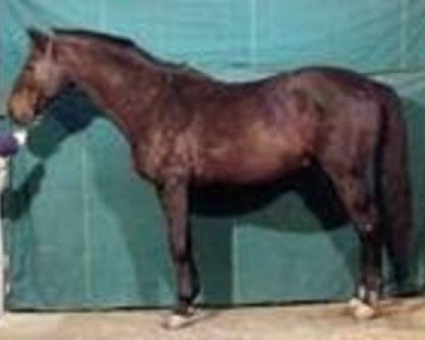 stallion Qlondike AA (Anglo-Arabs, 1983, from Frou Frou AA)