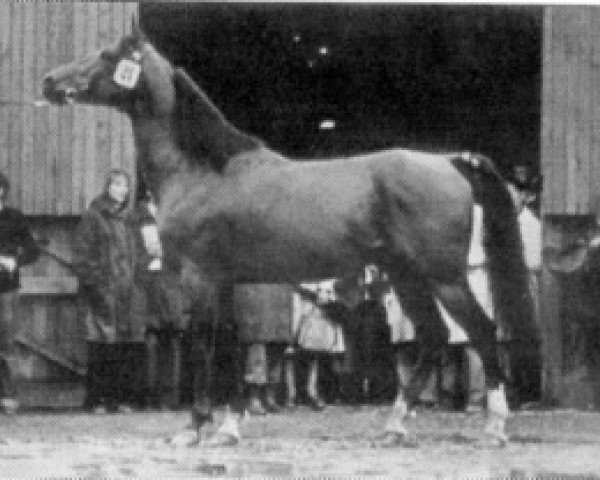 stallion Sirocco Sky ox (Arabian thoroughbred, 1968, from Grojec ox)