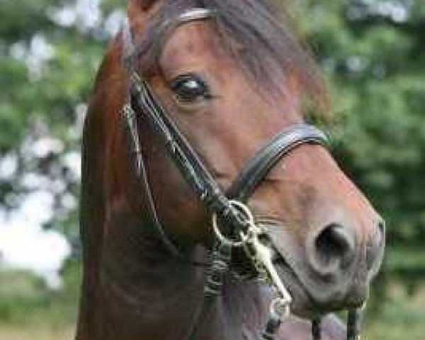 stallion Glen Morgan Leroy Brown (Morgan Horse, 1997, from Glamorgan Damien)