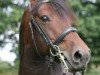 stallion Glen Morgan Leroy Brown (Morgan Horse, 1997, from Glamorgan Damien)