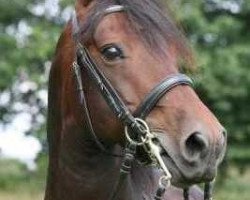 stallion Glen Morgan Leroy Brown (Morgan Horse, 1997, from Glamorgan Damien)