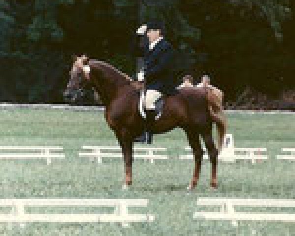 Deckhengst Glamorgan Legend 21849 (Morgan Horse,  , von Glamorgan Nemesis)