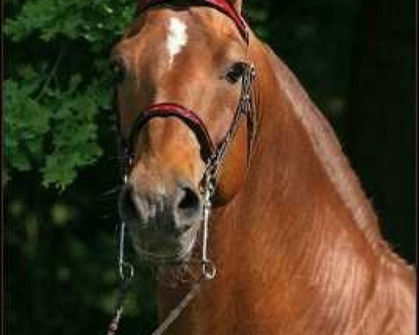 stallion Glenmorgan Nyx Surprise (Morgan Horse, 1995, from Glamorgan Damien)
