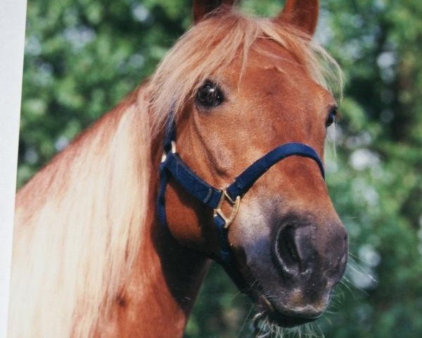 Zuchtstute Glamorgan Faline 0127667 (Morgan Horse, 1989, von Glamorgan Legend 21849)