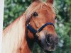 broodmare Glamorgan Faline 0127667 (Morgan Horse, 1989, from Glamorgan Legend 21849)