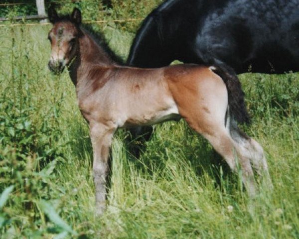 Dressurpferd Glenmorgan Pride Surprise (Morgan Horse, 2001, von Glenmorgan Nyx Surprise)