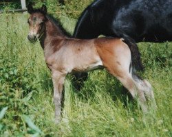 dressage horse Glenmorgan Pride Surprise (Morgan Horse, 2001, from Glenmorgan Nyx Surprise)