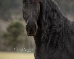 broodmare Suuske Van De Eng (Friese, 2013, from Beart 411)