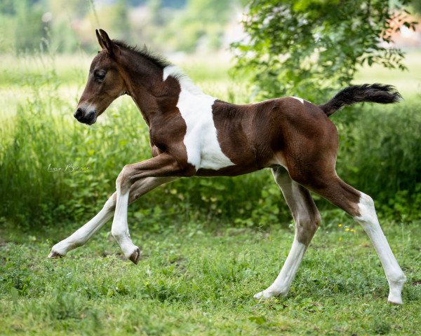 horse N. Phönix (Pinto, 2023, from Nekoma's Nikola)