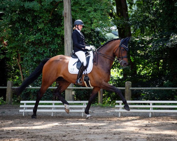 dressage horse Eskimo 36 (Oldenburg, 2014, from Escolar)