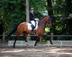 dressage horse Eskimo 36 (Oldenburger, 2014, from Escolar)