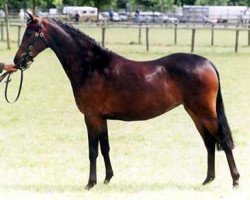 Pferd Cusop Juliet (British Riding Pony, 1997, von Cusop Dimension)