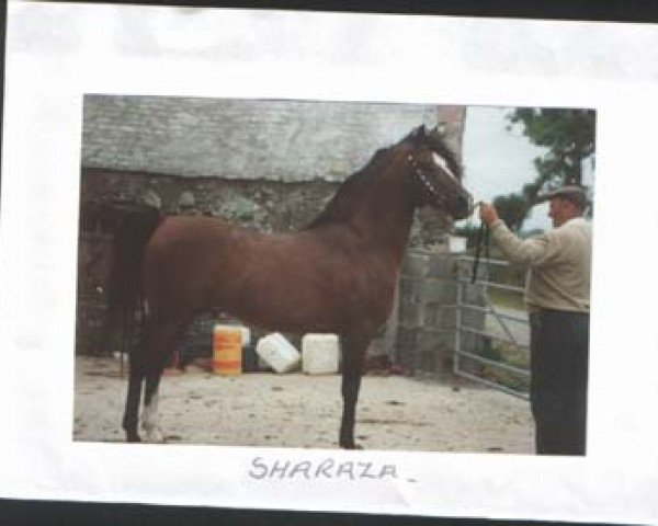 stallion Sharaza ox (Arabian thoroughbred, 1975, from The Shah)