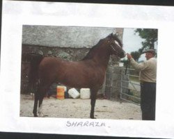 stallion Sharaza ox (Arabian thoroughbred, 1975, from The Shah)