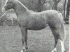 broodmare Carrick Yemette ox (Arabian thoroughbred, 1971, from Mikeno 1949 ox)