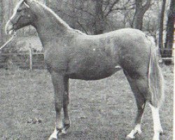 broodmare Carrick Yemette ox (Arabian thoroughbred, 1971, from Mikeno 1949 ox)