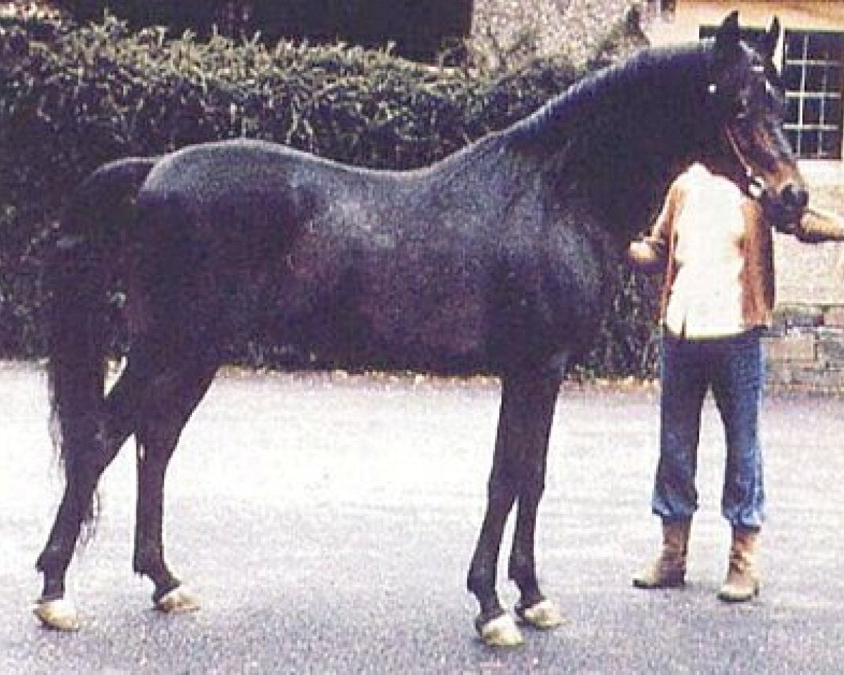 stallion The Shah (Arabian purebred, 1966, from Fabah 1950 ox)