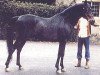 stallion The Shah (Arabian thoroughbred, 1966, from Fabah 1950 ox)