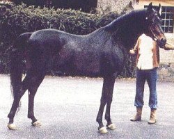 stallion The Shah (Arabian thoroughbred, 1966, from Fabah 1950 ox)