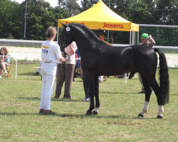 stallion Rednexx (German Riding Pony, 2004, from Renoir)