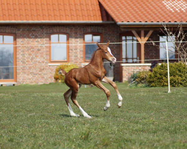 dressage horse Nabeau vom Moorstein (German Riding Pony, 2022, from Neverland WE)