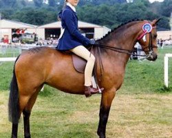 broodmare Cusop Jubilation (Welsh Partbred, 1968, from Cusop Hoity-Toity)