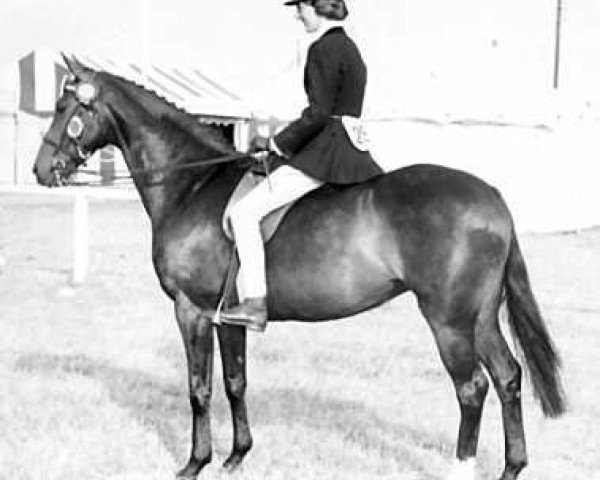 Zuchtstute Cusop Jittino (British Riding Pony, 1956, von Bwlch Valentino)