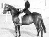 Zuchtstute Cusop Jittino (British Riding Pony, 1956, von Bwlch Valentino)