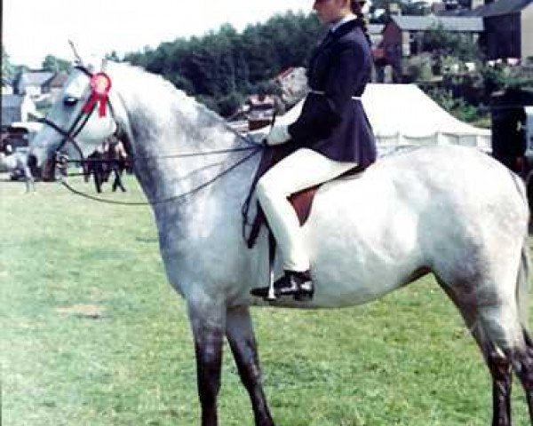 broodmare Cusop Hostess (Welsh Partbred, 1965, from Cusop Policy)