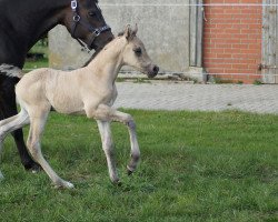 dressage horse Pearly Pepper vom Moorstein (German Riding Pony, 2023, from Gold Garant)