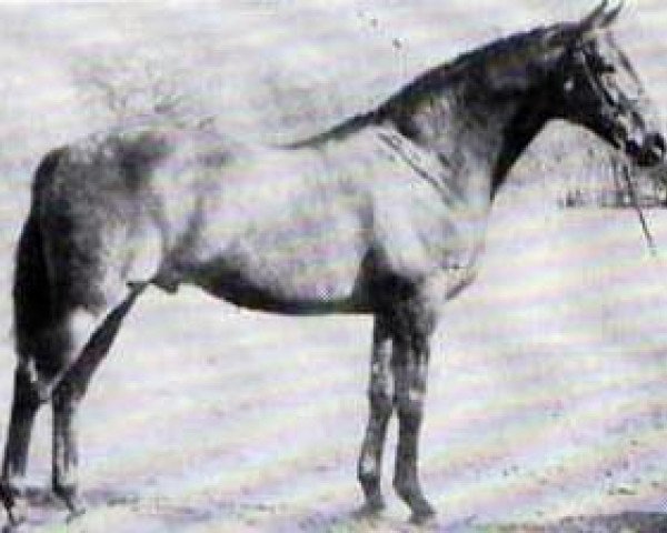 stallion Chas Sawyer xx (Thoroughbred, 1972, from Pall Mall xx)