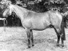Zuchtstute Cusop Delilah (British Riding Pony, 1975, von Cusop Flamingo)