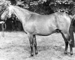 Zuchtstute Cusop Delilah (British Riding Pony, 1975, von Cusop Flamingo)