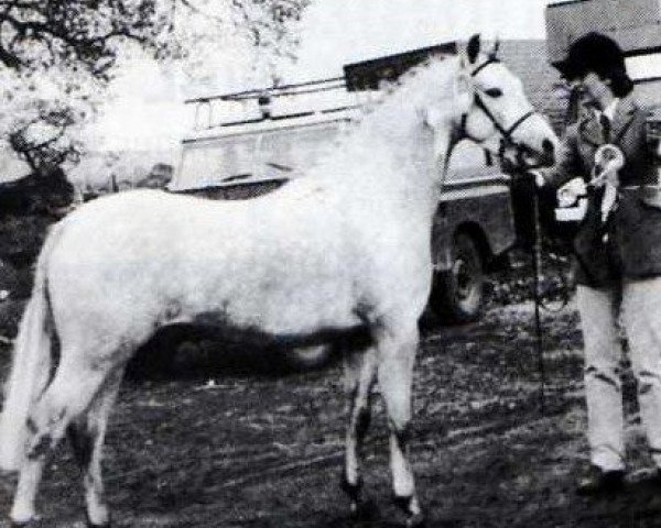 Deckhengst Carrwood Diplomat (Welsh Partbred, 1982, von Twylands Troubadour)