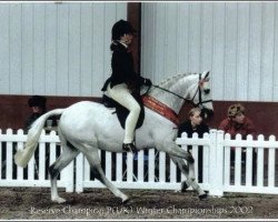 Pferd Cusop Artist (British Riding Pony, 1993, von Cusop Fingerprint)