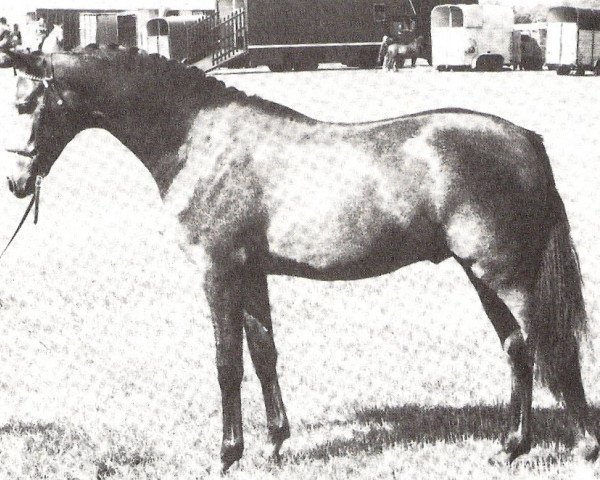 Deckhengst Trellech Genesis (British Riding Pony, 1978, von Bwlch Hill Wind)