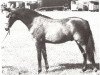 stallion Trellech Genesis (British Riding Pony, 1978, from Bwlch Hill Wind)