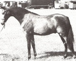 stallion Trellech Genesis (British Riding Pony, 1978, from Bwlch Hill Wind)