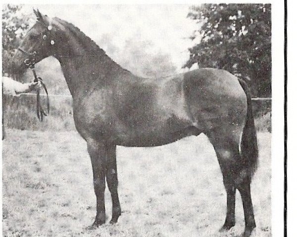 Deckhengst Rotherwood Wind-Swept (British Riding Pony, 1982, von Solway North Wind)