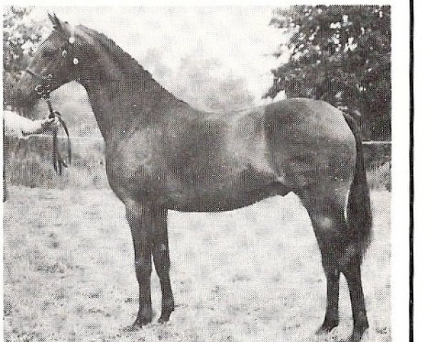 stallion Rotherwood Wind-Swept (British Riding Pony, 1982, from Solway North Wind)