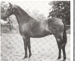 stallion Rotherwood Wind-Swept (British Riding Pony, 1982, from Solway North Wind)