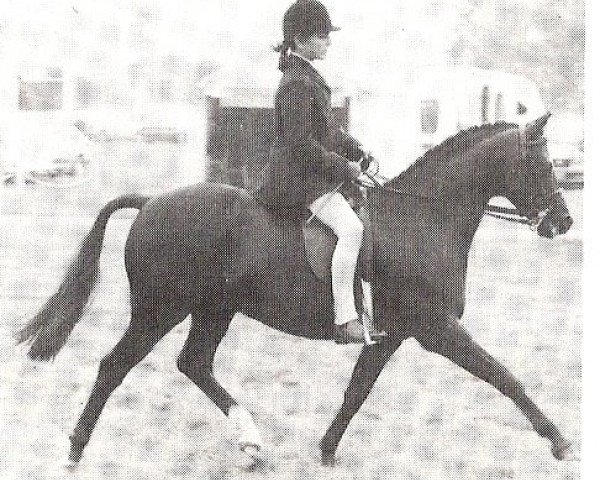 stallion Velmead Redetsky (British Riding Pony, 1972, from Velmead Rudolph)